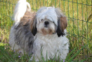 Cute Shih Tzu sitting on a sofa