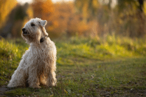 Wheaten Terrier with soft, silky fur