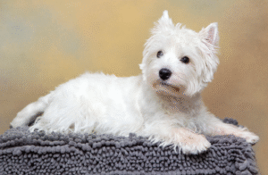 Westie dog playing in the yard