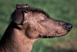 Hairless Xolo sitting outdoors