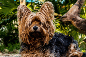 Yorkshire Terrier with a top knot