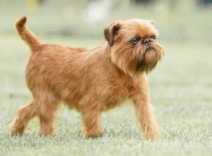 Brussels Griffon with expressive face