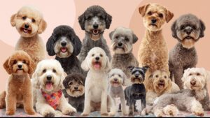Multiple non-shedding dog breeds in a single composite image