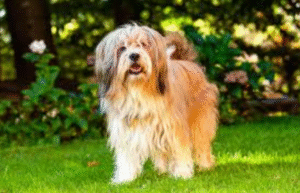 Tibetan Terrier dog with long flowing coat and expressive eyes